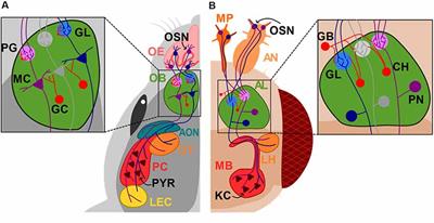 Structural and Functional Abnormalities in the Olfactory System of Fragile X Syndrome Models